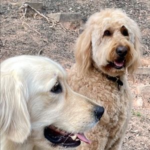 Meet your Posher, William